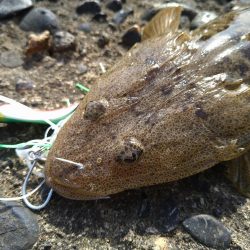 小ぶりながらもマゴチ